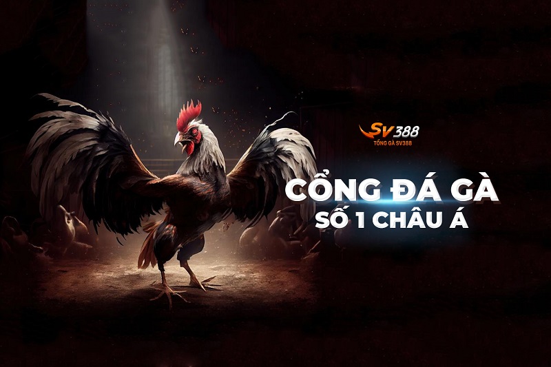 đá gà Sv388 địa chỉ đá gà hàng đầu hiện nay